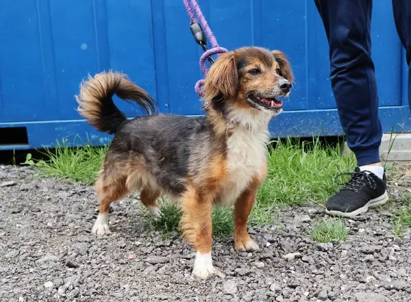 Znaleziono psa, Łódź, 10 czerwca 2025 (1/4)