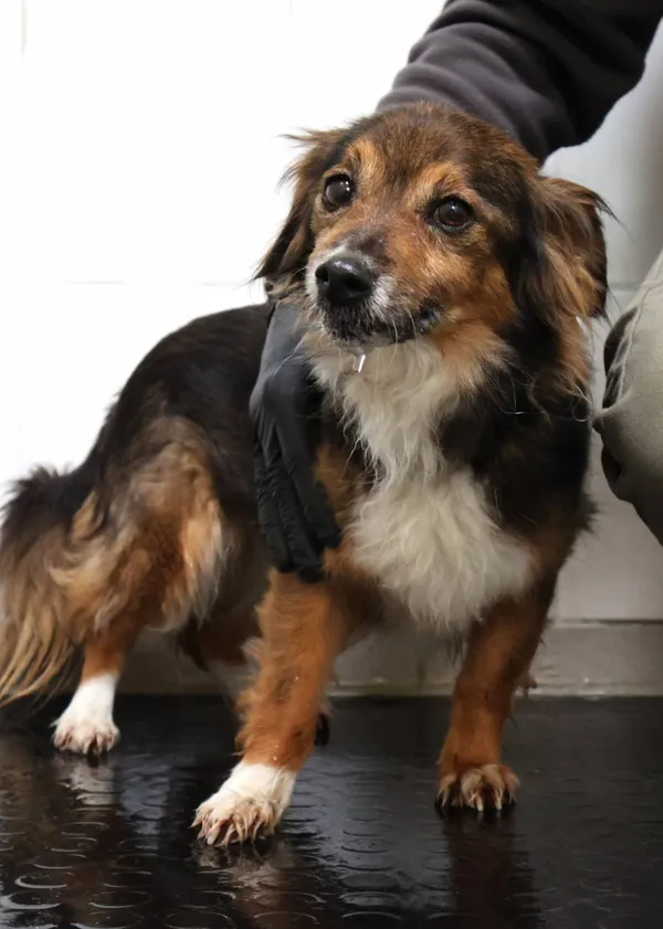 Znaleziono psa, Łódź, 10 czerwca 2025 (2/4)