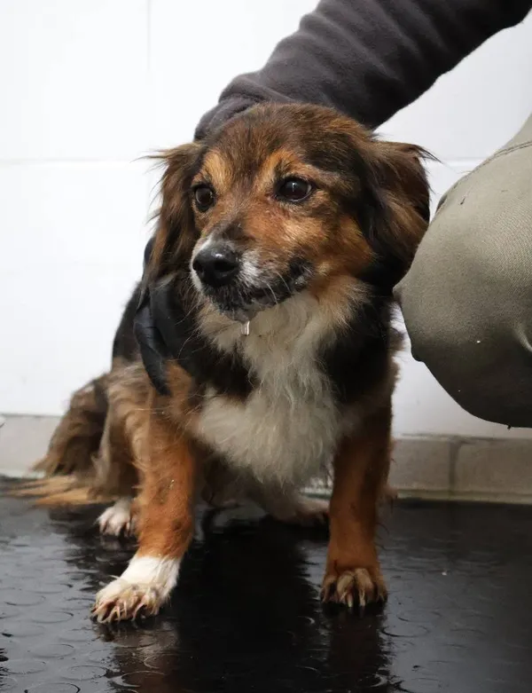 Znaleziono psa, Łódź, 10 czerwca 2025 (3/4)