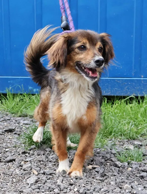 Znaleziono psa, Łódź, 10 czerwca 2025 (4/4)