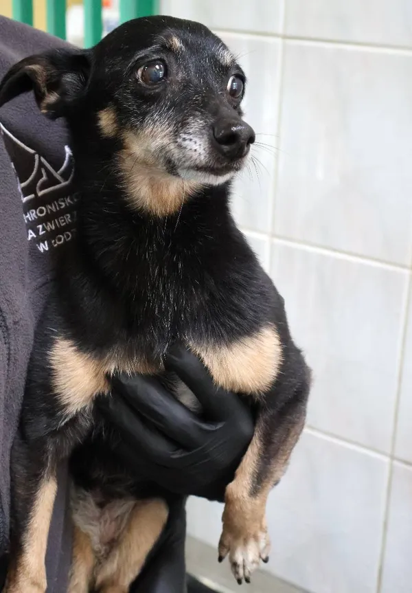 Znaleziono psa, Łódź, 10 czerwca 2025 (1/3)