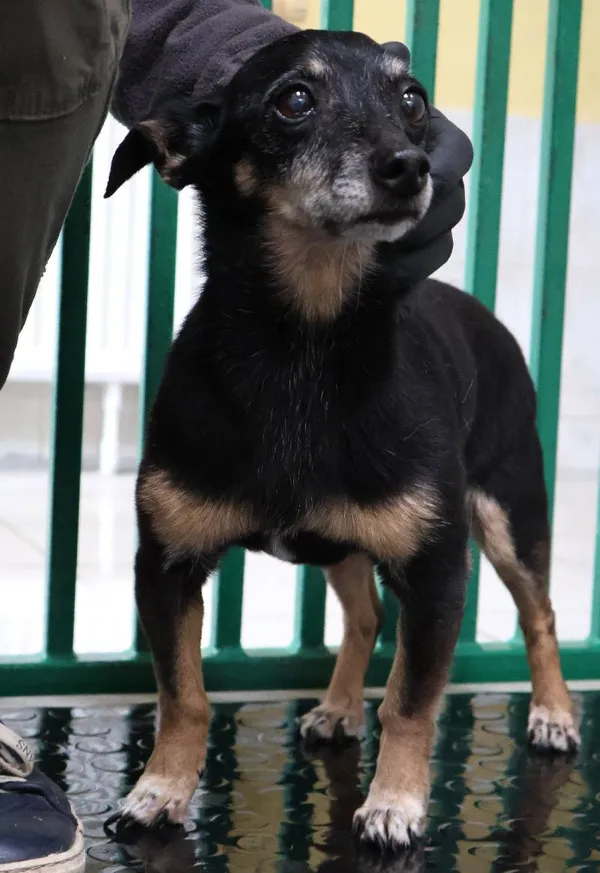 Znaleziono psa, Łódź, 10 czerwca 2025 (3/3)