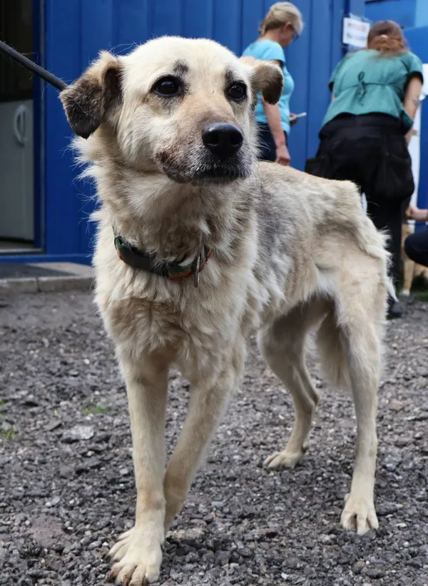 Znaleziono psa, Łódź, 10 czerwca 2025 (2/4)