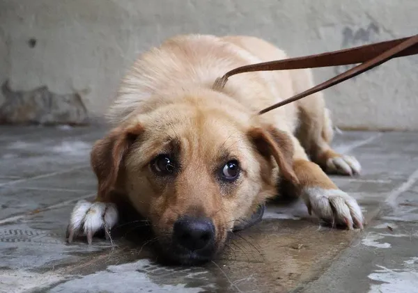 Znaleziono psa, Łódź, 10 czerwca 2025 (1/2)