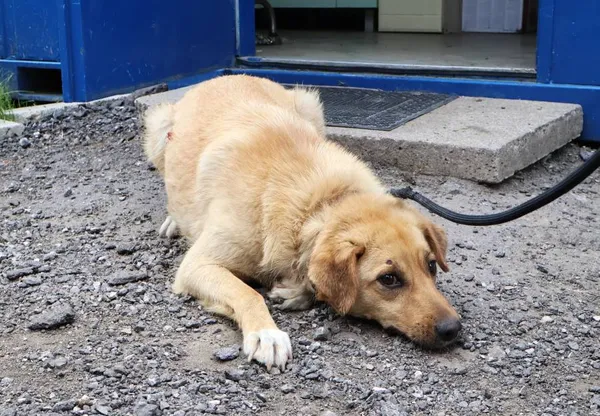 Znaleziono psa, Łódź, 10 czerwca 2025 (2/2)