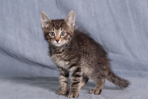 Kot do adopcji, Gdańsk, 3 czerwca 2025