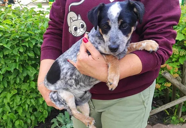 Znaleziono psa, Toruń, 13 czerwca 2025