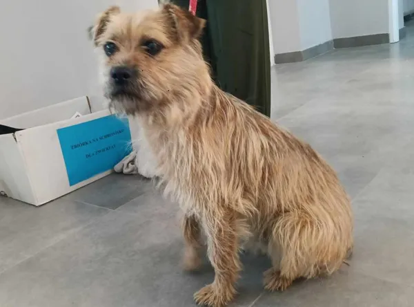 Znaleziono psa, Toruń, 12 czerwca 2025