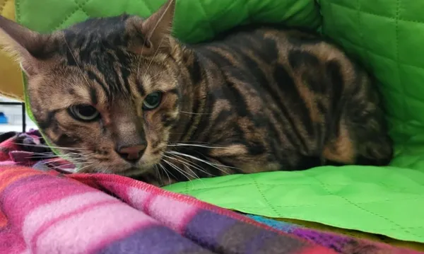 Znaleziono kota, Toruń, 12 czerwca 2025