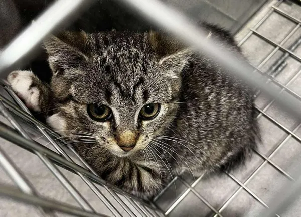 Znaleziono kota, Toruń, 11 czerwca 2025