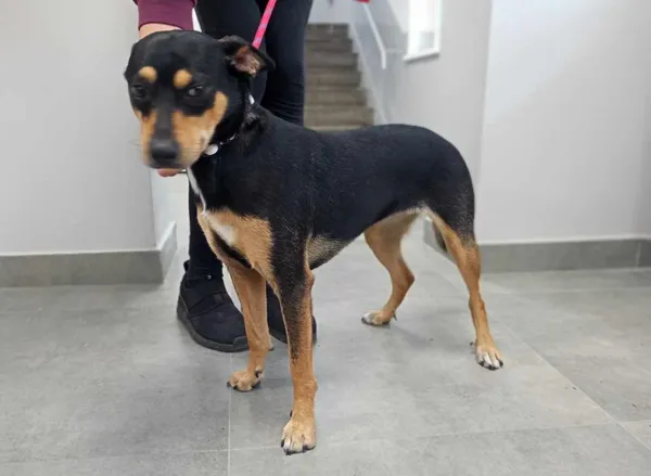 Znaleziono psa, Toruń, 10 czerwca 2025