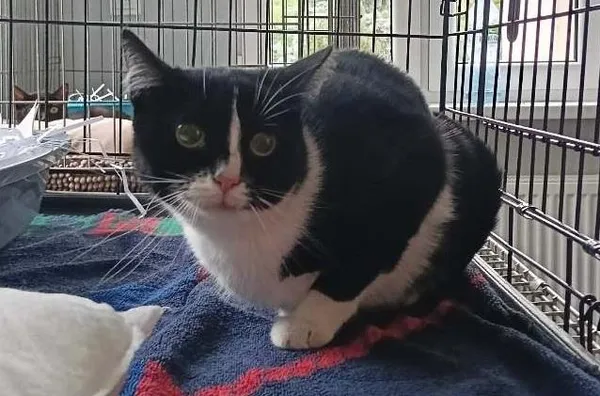 Znaleziono kota, Toruń, 10 czerwca 2025