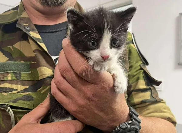 Znaleziono kota, Toruń, 9 czerwca 2025