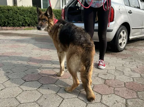 Znaleziono psa, Toruń, 9 czerwca 2025