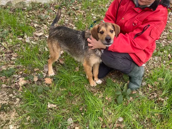 Pies do adopcji, gmina Platerówka, 13 czerwca 2025 (2/2)