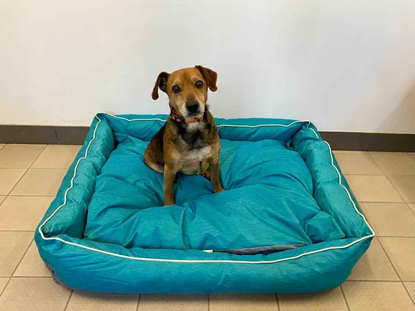 Pies do adopcji, gmina Platerówka, 13 czerwca 2025 (1/2)