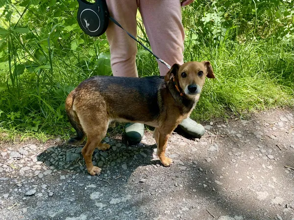 Pies do adopcji, gmina Platerówka, 13 czerwca 2025 (2/2)