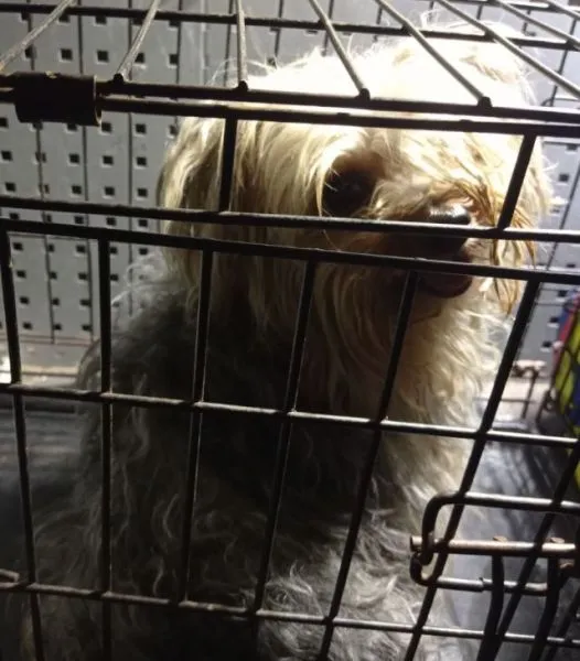 Znaleziono psa, Radom, 11 czerwca 2025