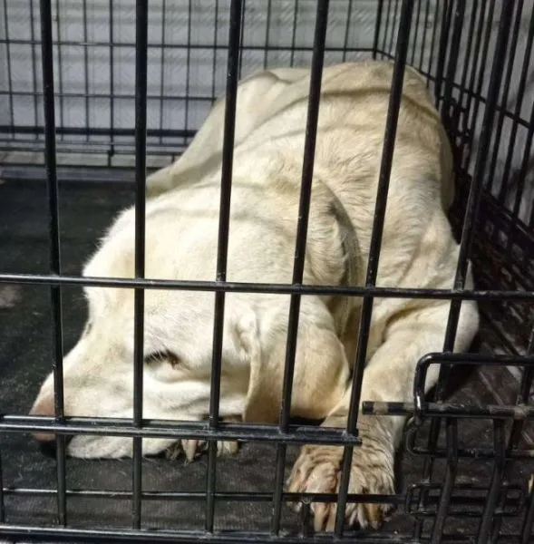 Znaleziono psa, Radom, 11 czerwca 2025