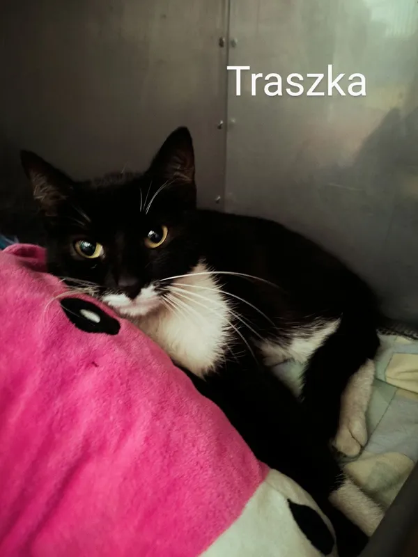 Znaleziono kota, Gdańsk, 11 czerwca 2025