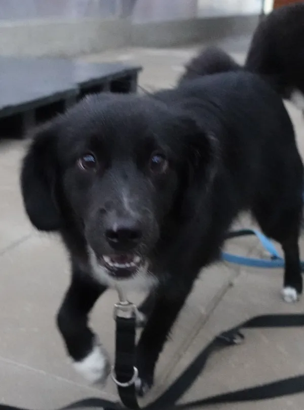 Znaleziono psa, Gdańsk, 10 czerwca 2025