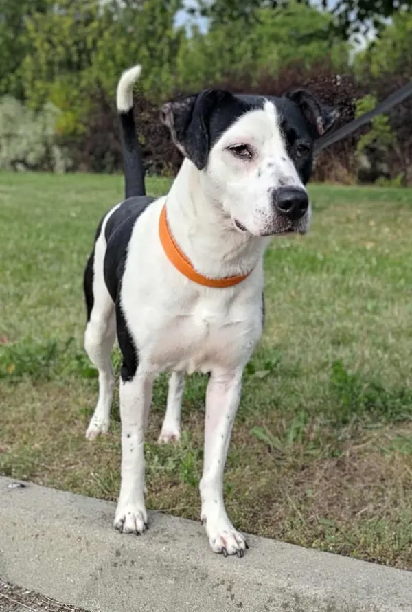 Znaleziono psa, Lublin, 11 czerwca 2025