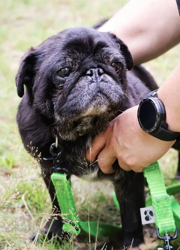 Znaleziono psa, Łódź, 13 czerwca 2025 (5/5)