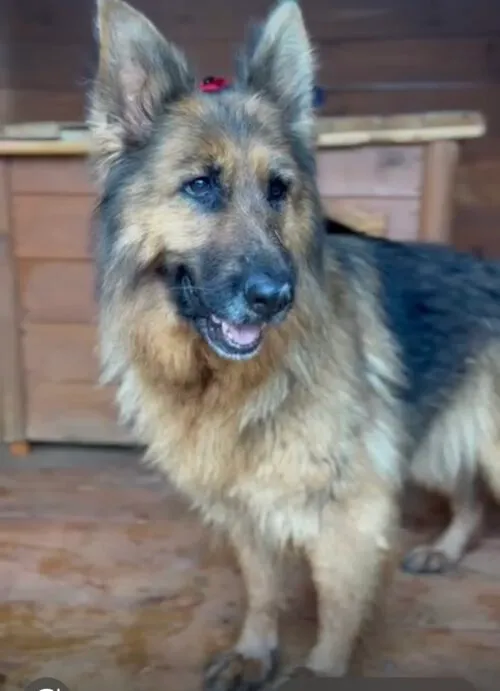 Pies do adopcji, Głowno, 13 czerwca 2025 (1/5)