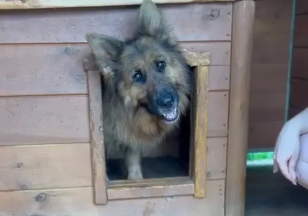 Pies do adopcji, Głowno, 13 czerwca 2025 (2/5)