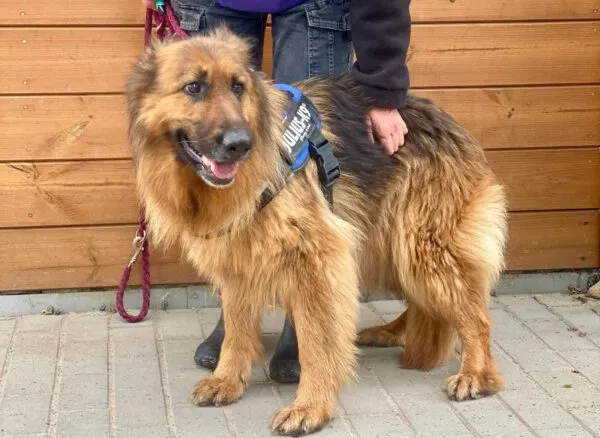 Pies do adopcji, Głowno, 13 czerwca 2025 (3/5)