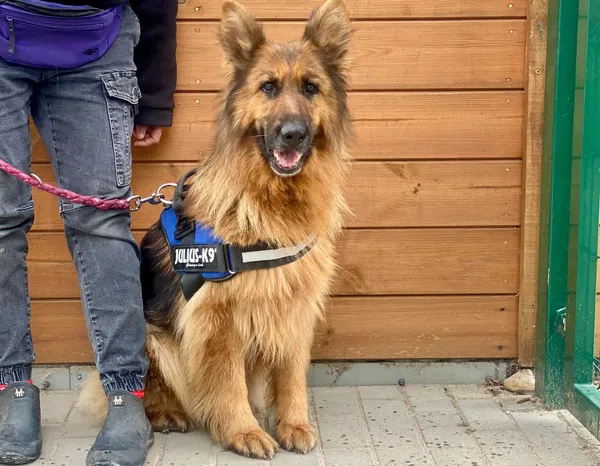 Pies do adopcji, Głowno, 13 czerwca 2025 (4/5)