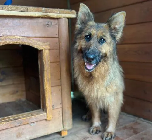 Pies do adopcji, Głowno, 13 czerwca 2025 (5/5)