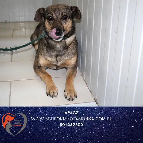 Pies do adopcji, Dębniak, 13 czerwca 2025