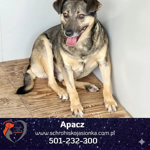 Pies do adopcji, Dębniak, 13 czerwca 2025