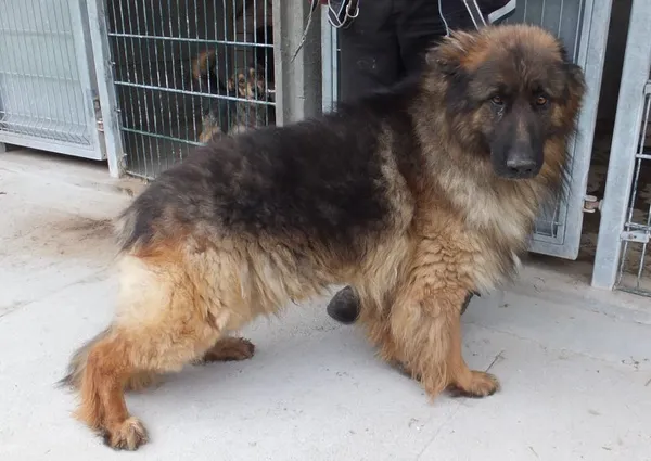 Znaleziono psa, Nowa Krępa, 2 czerwca 2025