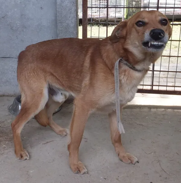 Znaleziono psa, Nowa Krępa, 23 maja 2025