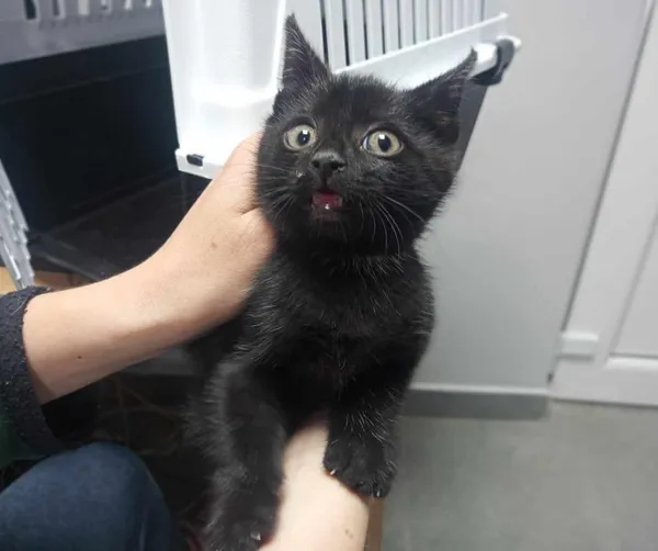 Znaleziono kota, Toruń, 14 czerwca 2025