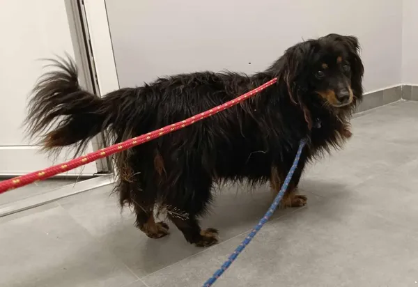 Znaleziono psa, Toruń, 13 czerwca 2025