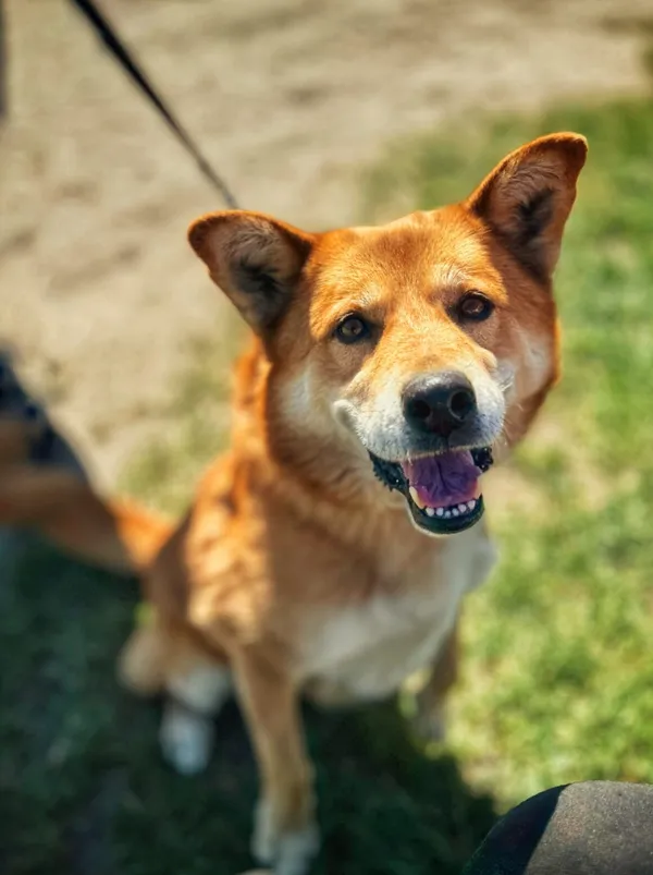 Pies do adopcji, Dłużyna Górna, 15 czerwca 2025 (1/4)