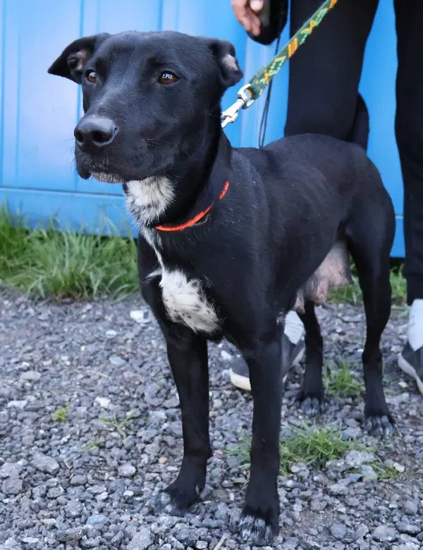 Znaleziono psa, Łódź, 15 czerwca 2025 (1/5)