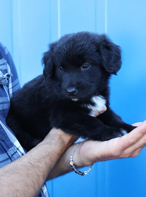 Znaleziono psa, Łódź, 15 czerwca 2025 (4/5)