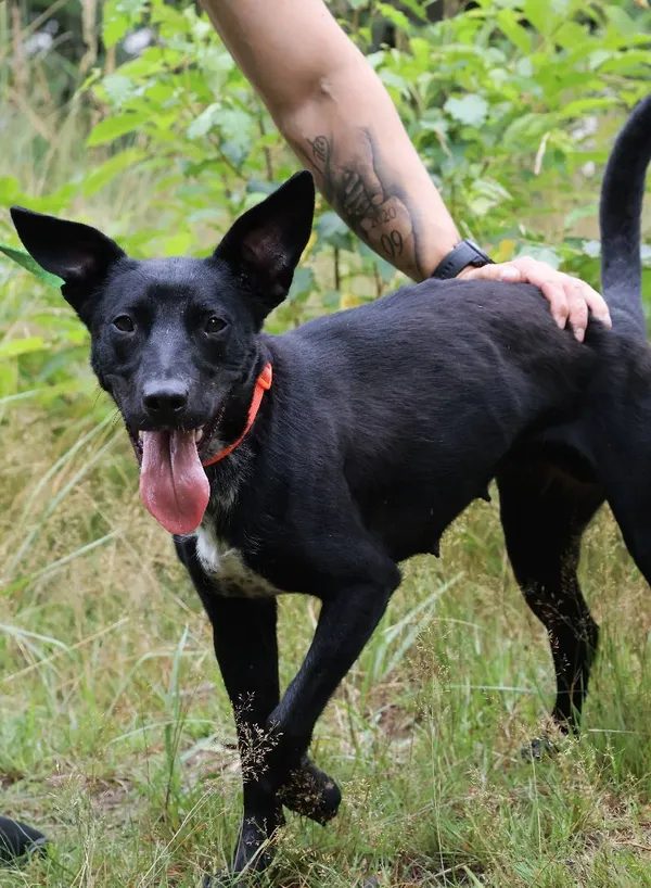 Znaleziono psa, Łódź, 15 czerwca 2025 (5/5)