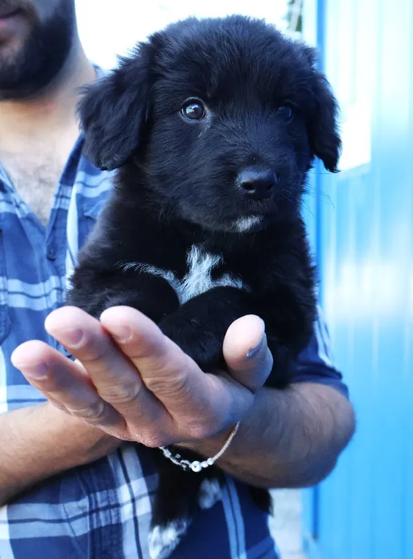 Znaleziono psa, Łódź, 15 czerwca 2025 (2/4)