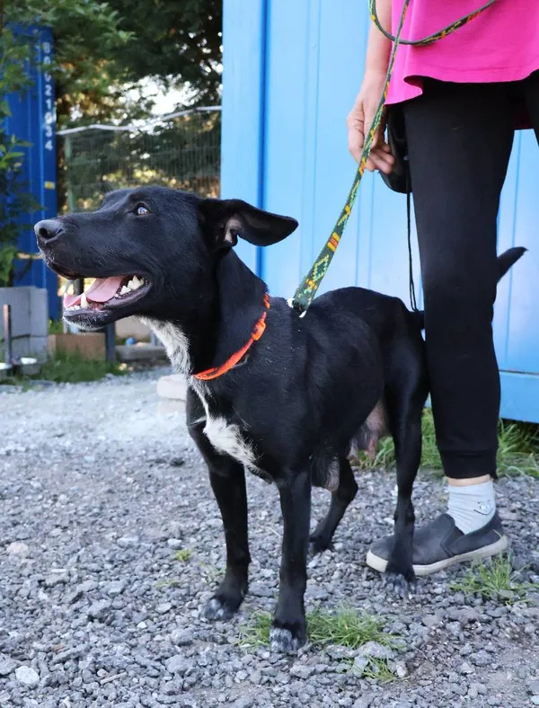 Znaleziono psa, Łódź, 15 czerwca 2025 (4/4)