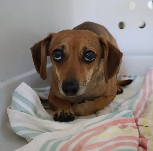 Znaleziono psa, Łódź, 15 czerwca 2025 (2/2)