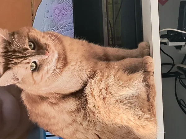 Zaginął kot, Łódź, 15 czerwca 2025