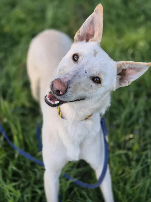 Oddam psa, Piotrków Trybunalski, Centrum, 16 czerwca 2025 (1/5)