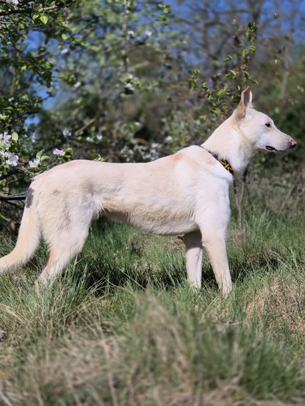 Oddam psa, Piotrków Trybunalski, Centrum, 16 czerwca 2025 (2/5)