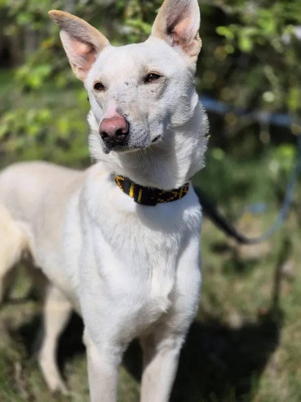 Oddam psa, Piotrków Trybunalski, Centrum, 16 czerwca 2025 (3/5)