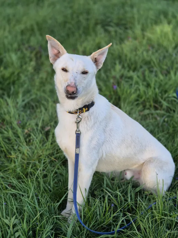 Oddam psa, Piotrków Trybunalski, Centrum, 16 czerwca 2025 (5/5)